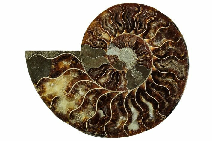 Cut & Polished Ammonite Fossil (Half) - Madagascar #329192